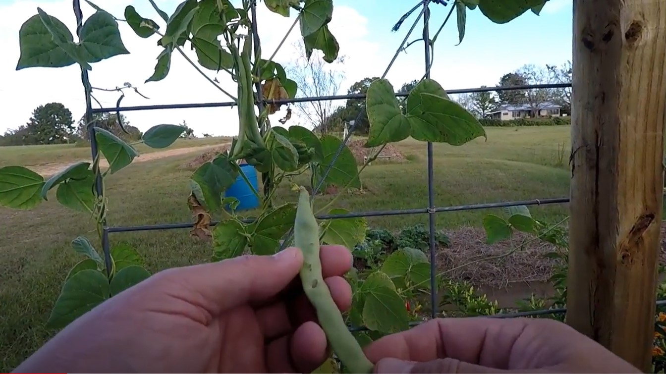 kentucky wonder green beans