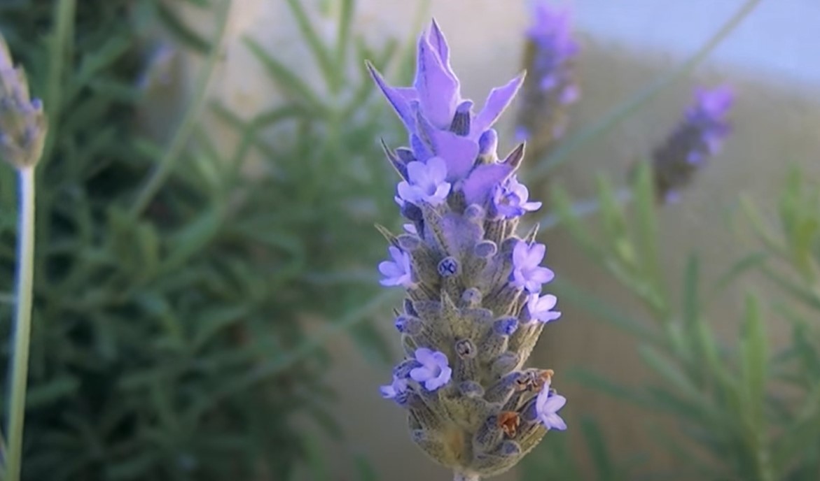 French Lavender