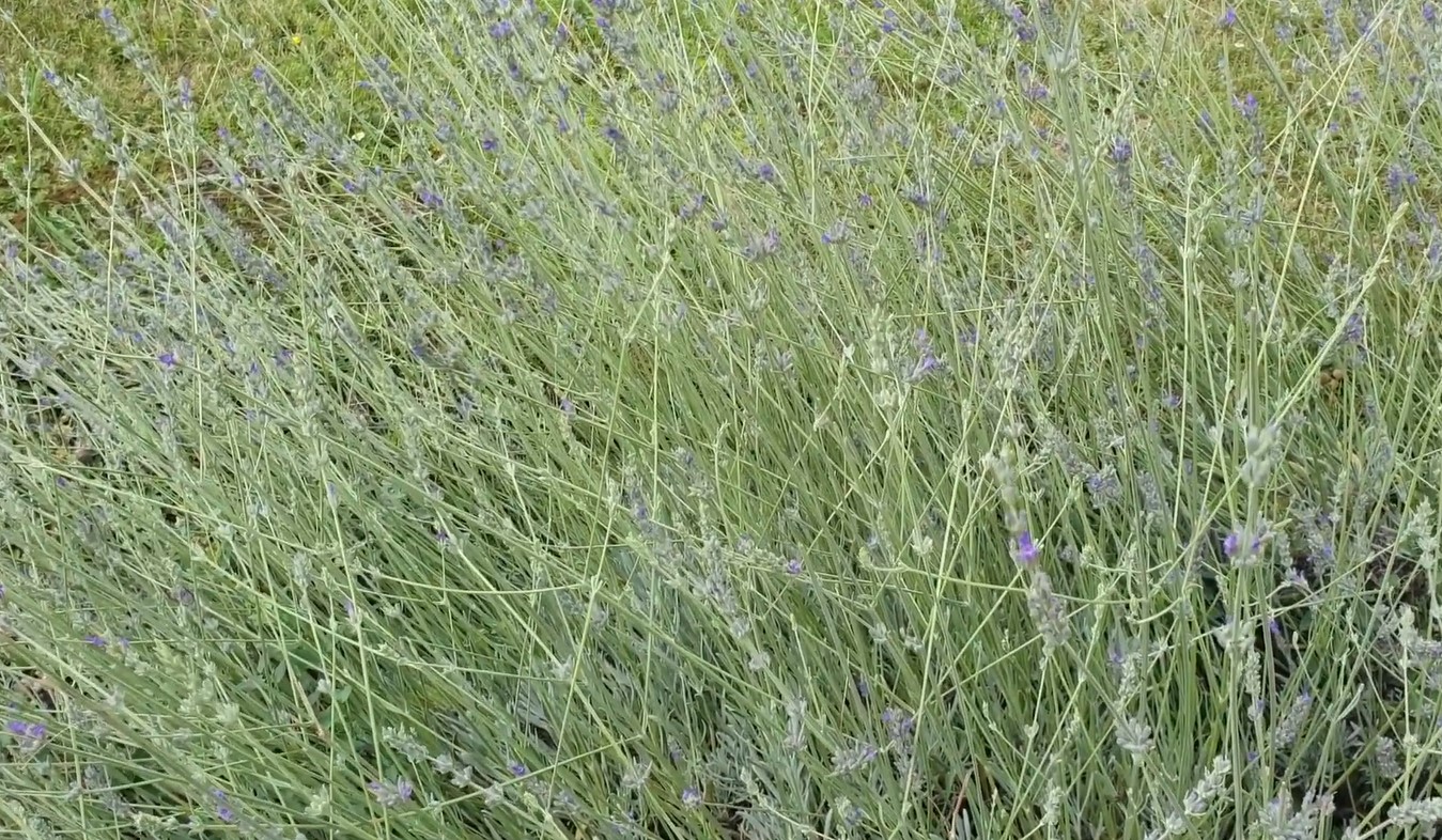 lavandula latifolia Portuguese Lavender