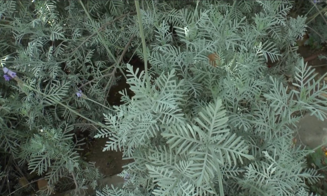 lavandula pinnata