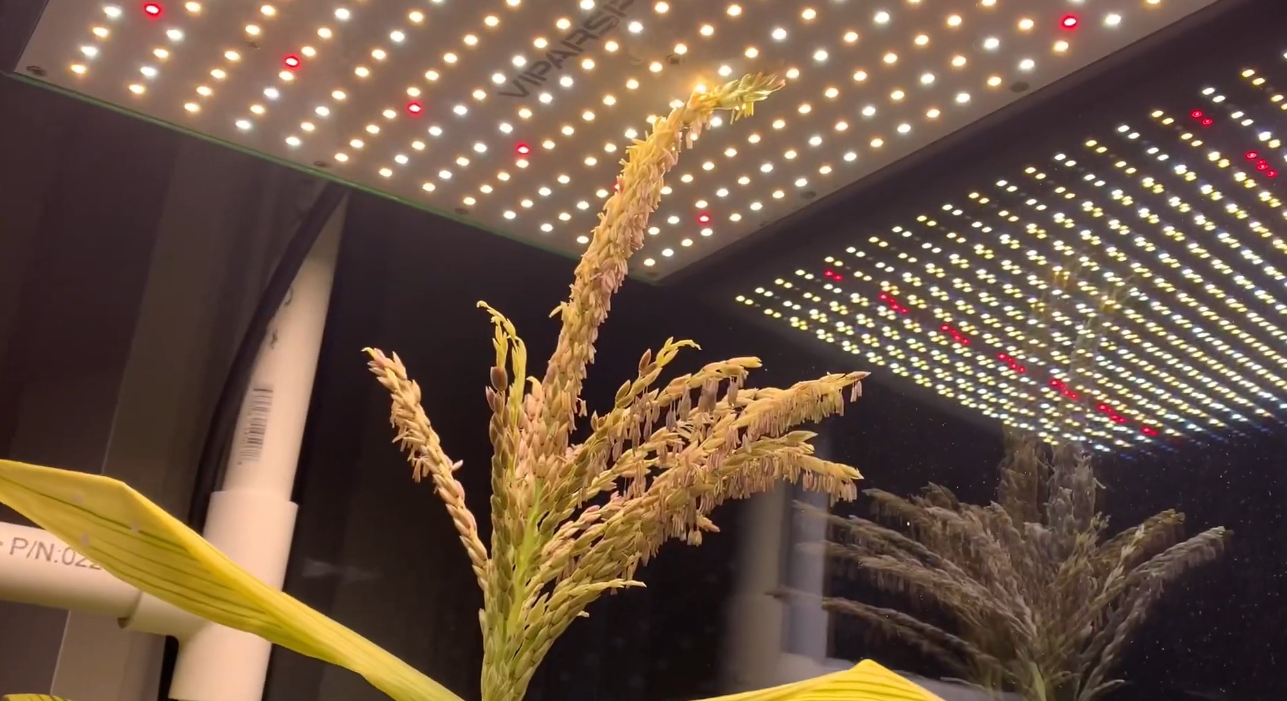 lighting for hydroponic corn