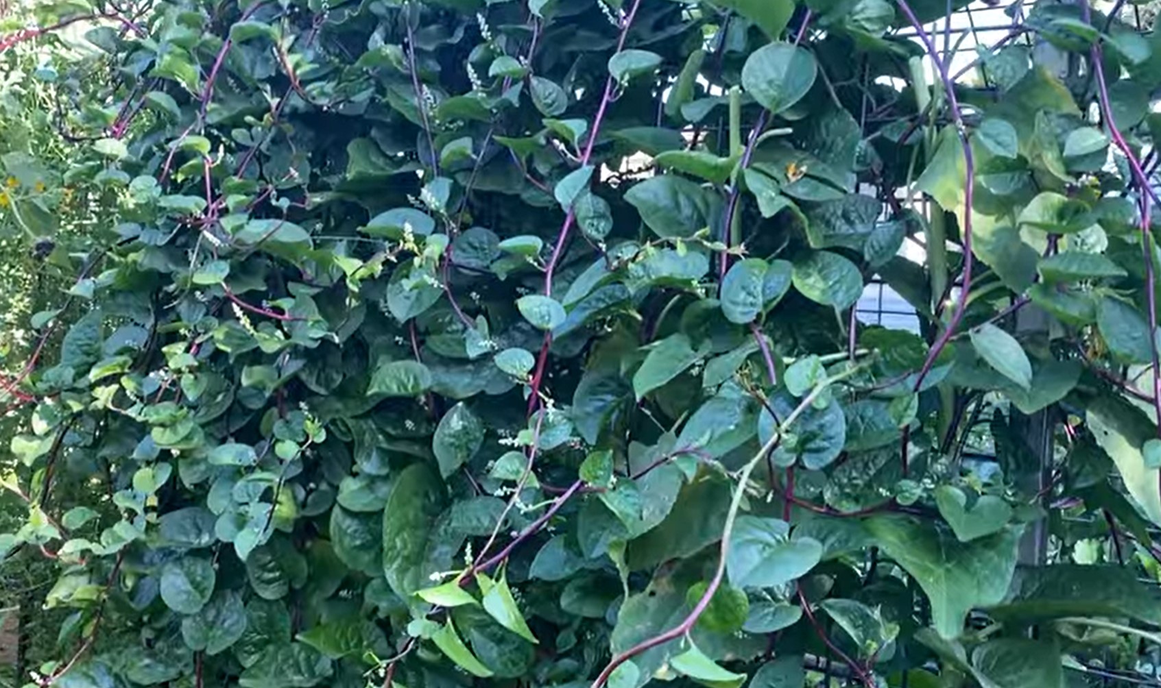 malabar spinach