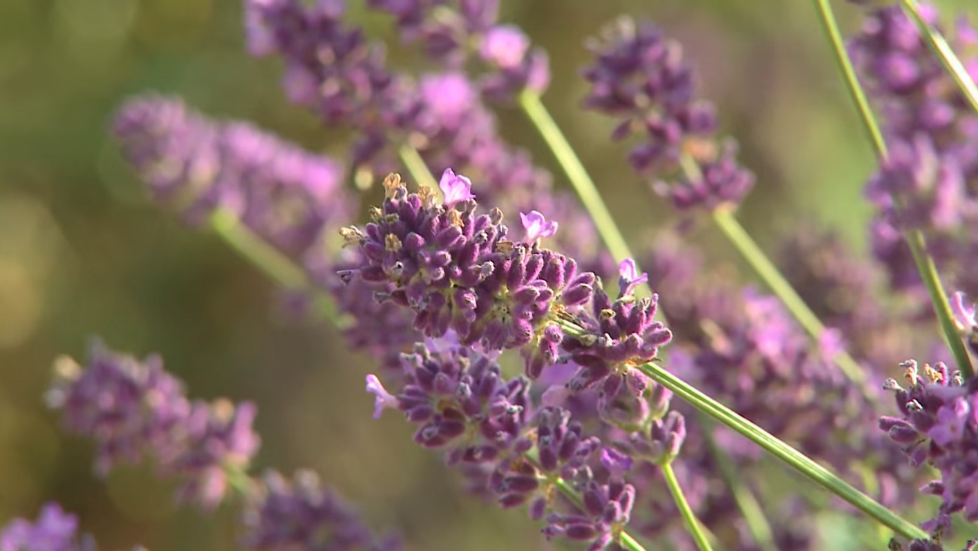 Munstead Lavender