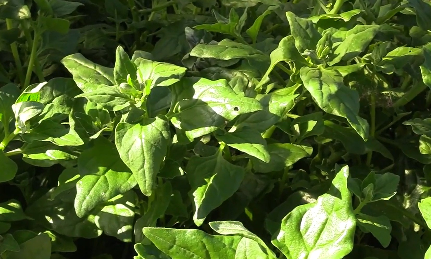 new zealand spinach