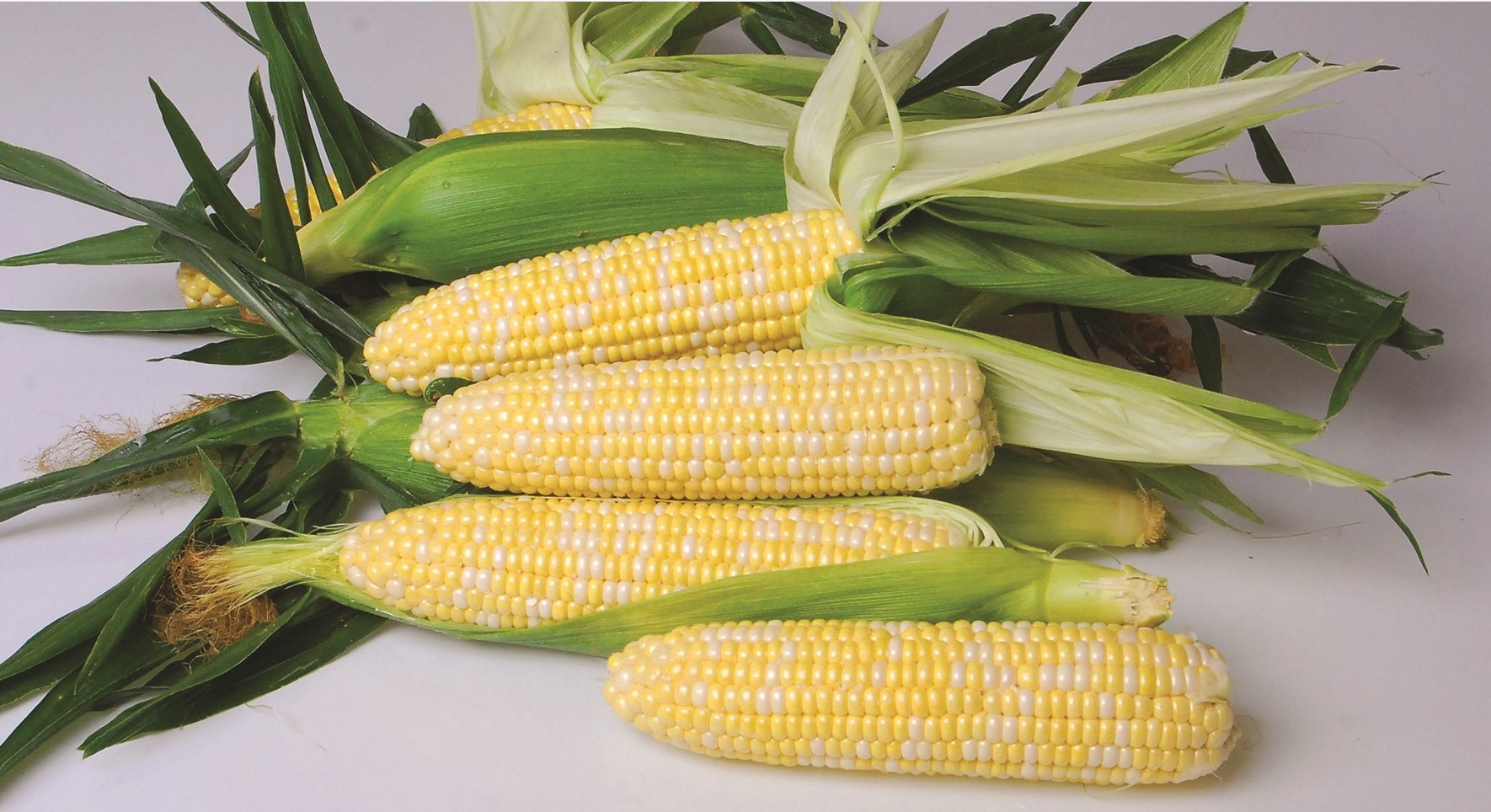 nirvana hybrid corn