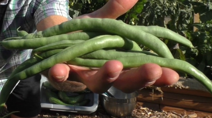 pole green beans