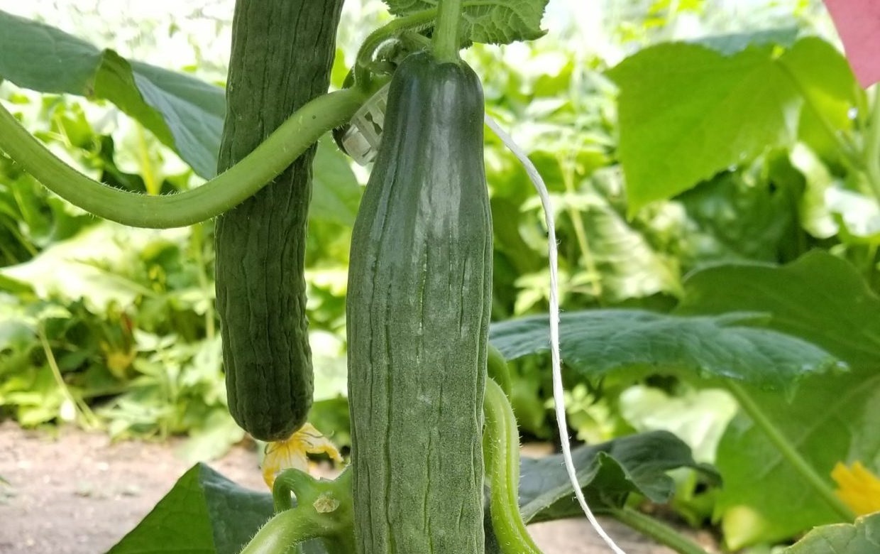 poniente cucumbers