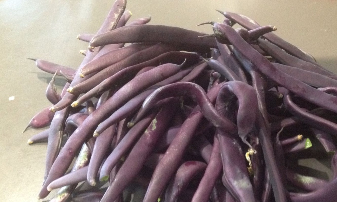 purple king beans