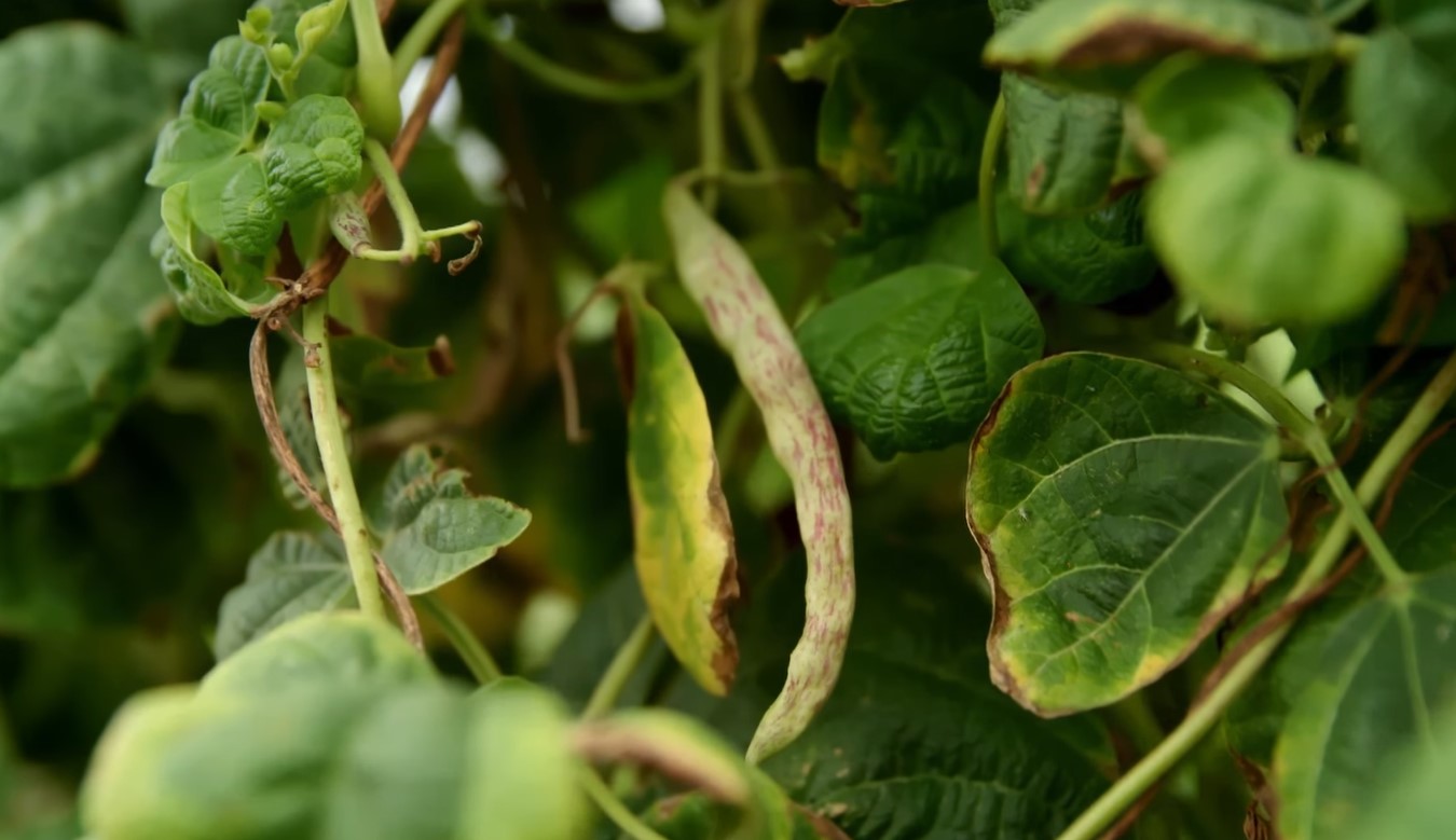 rattlesnake green beans