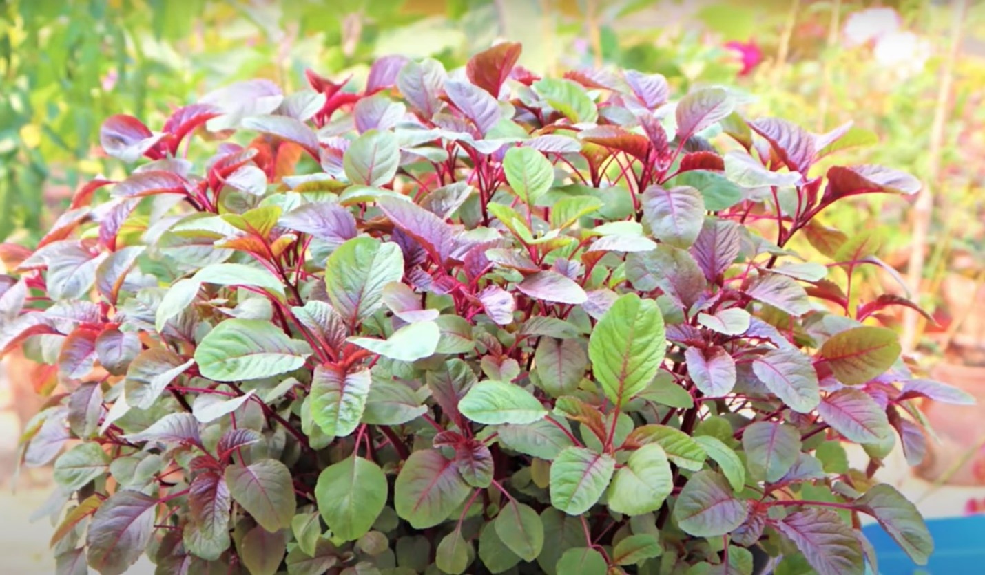 red spinach