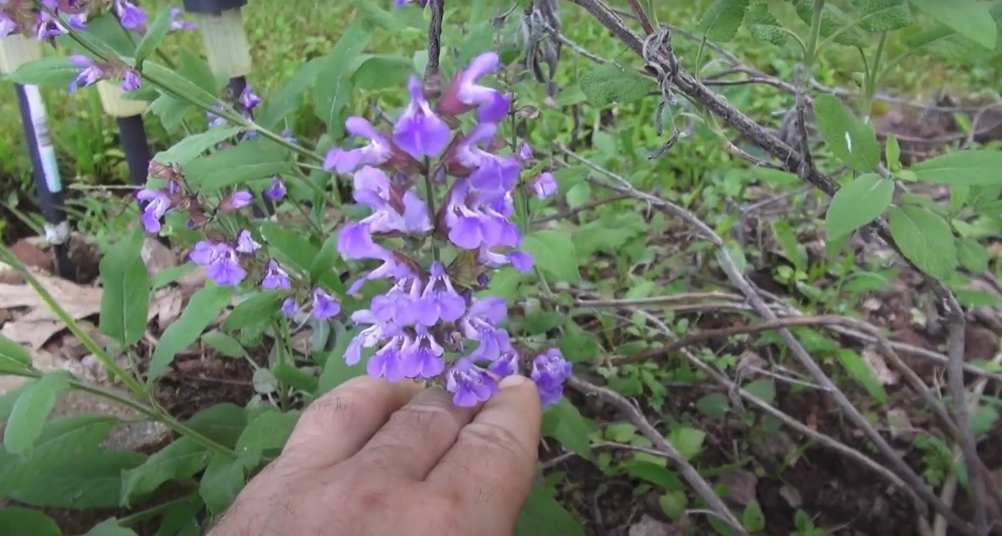 salvia officinalis