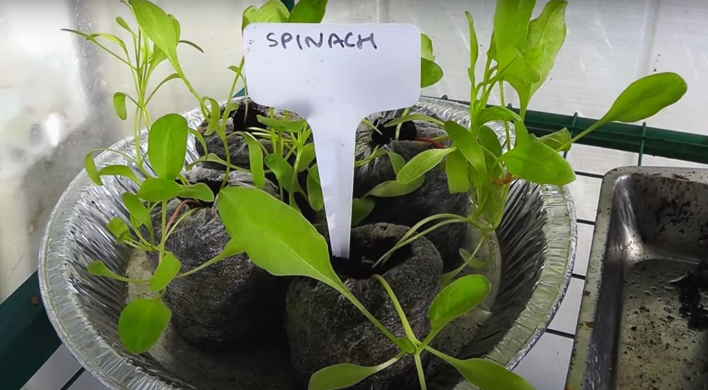 smooth leafed spinach