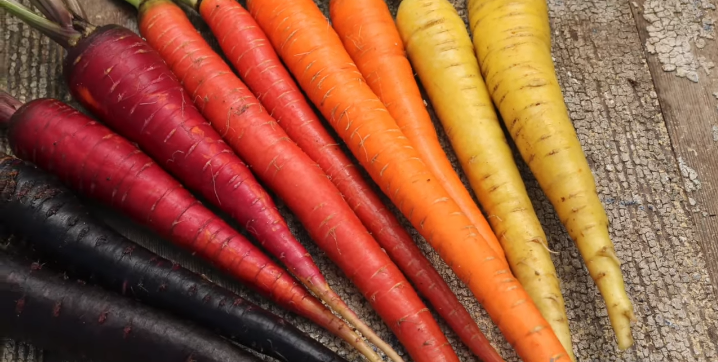 some of the different types of carrots 