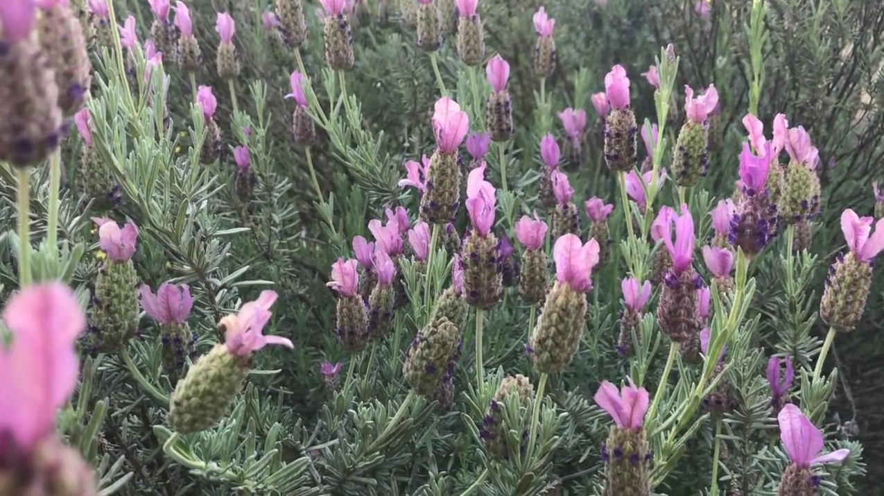 spanish lavender