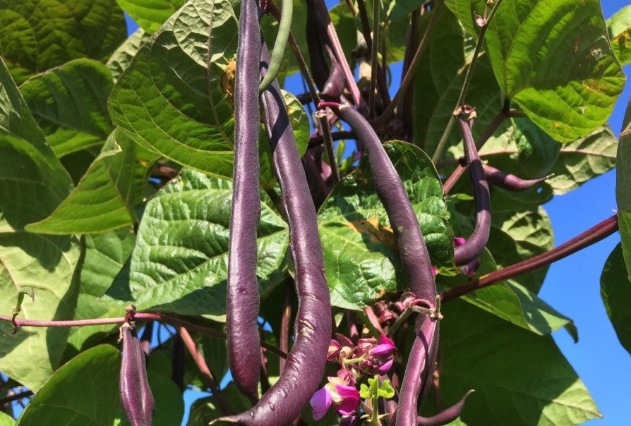 Trionfo Violetta beans