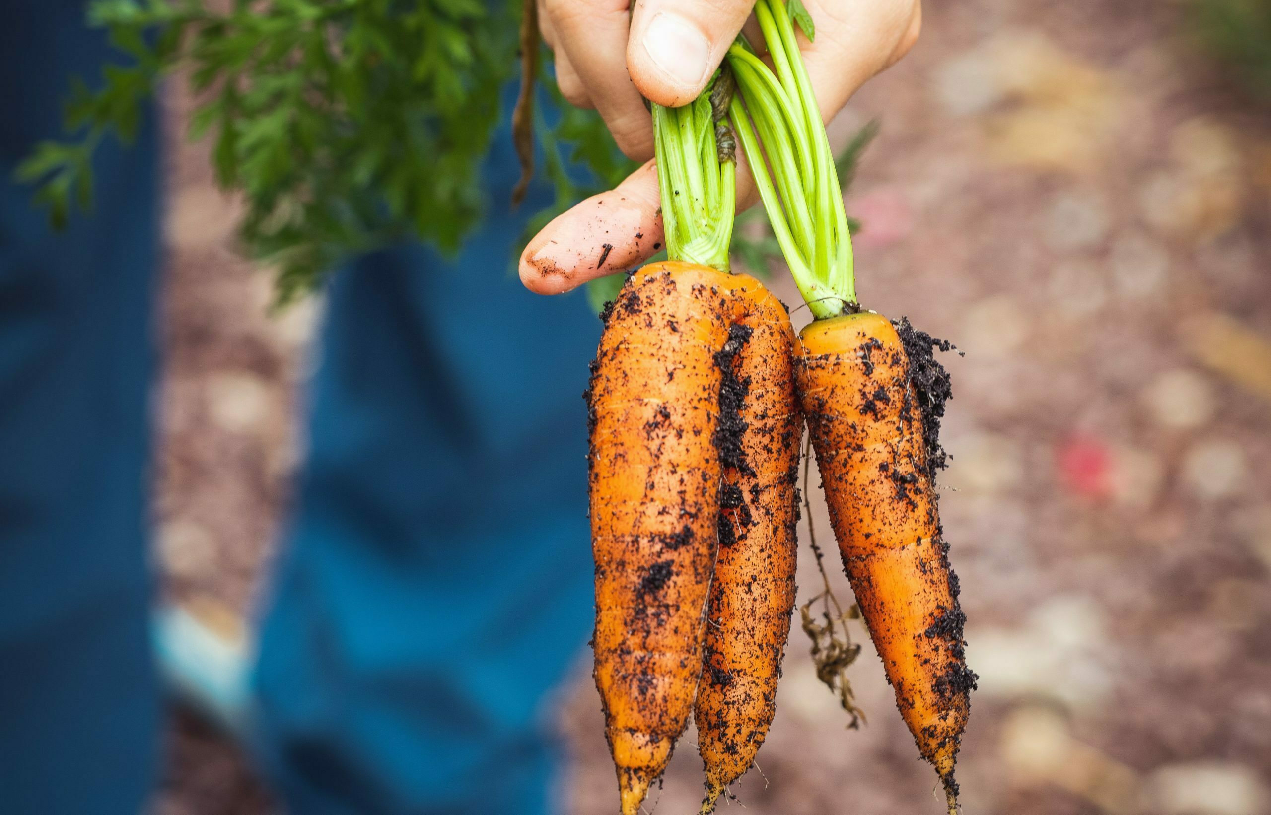 types of carrots