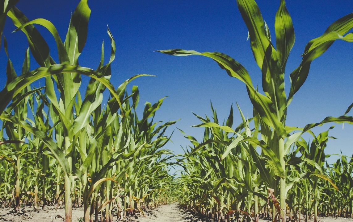 types of corn plants