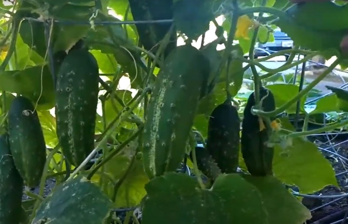types of cucumbers - ashley cucumber