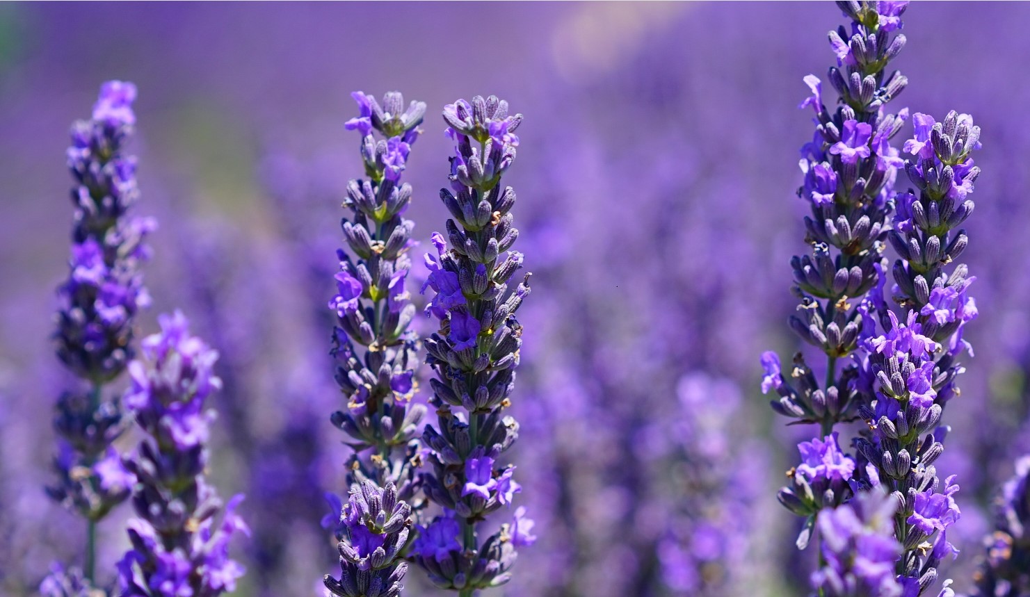 types of lavender