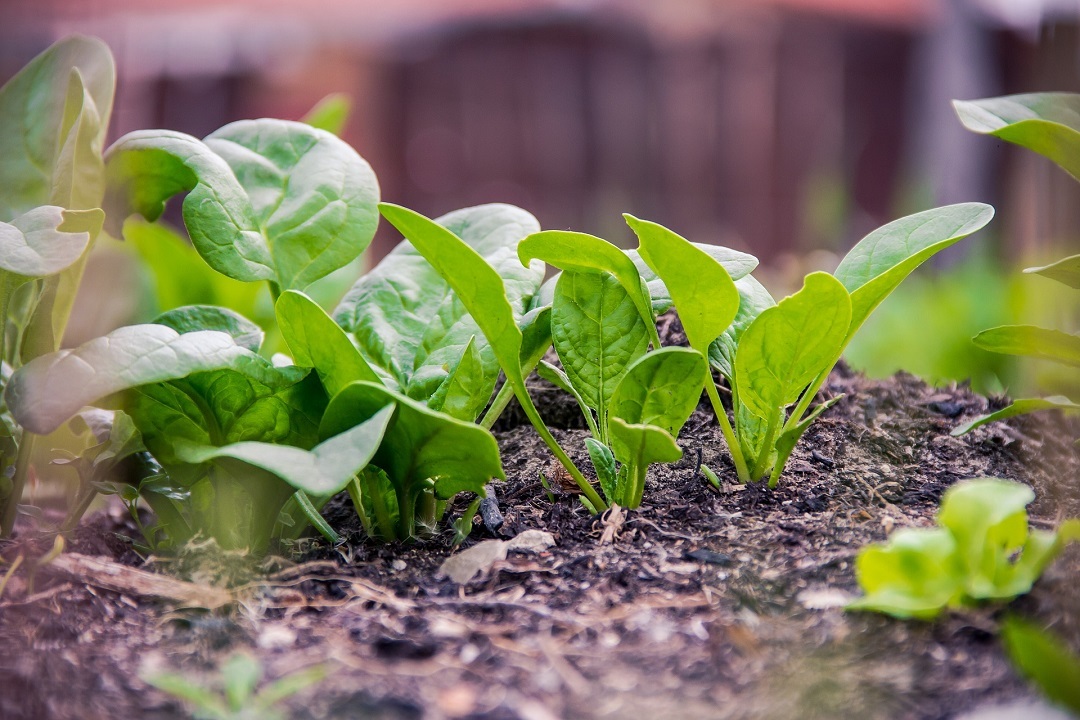 types of spinach