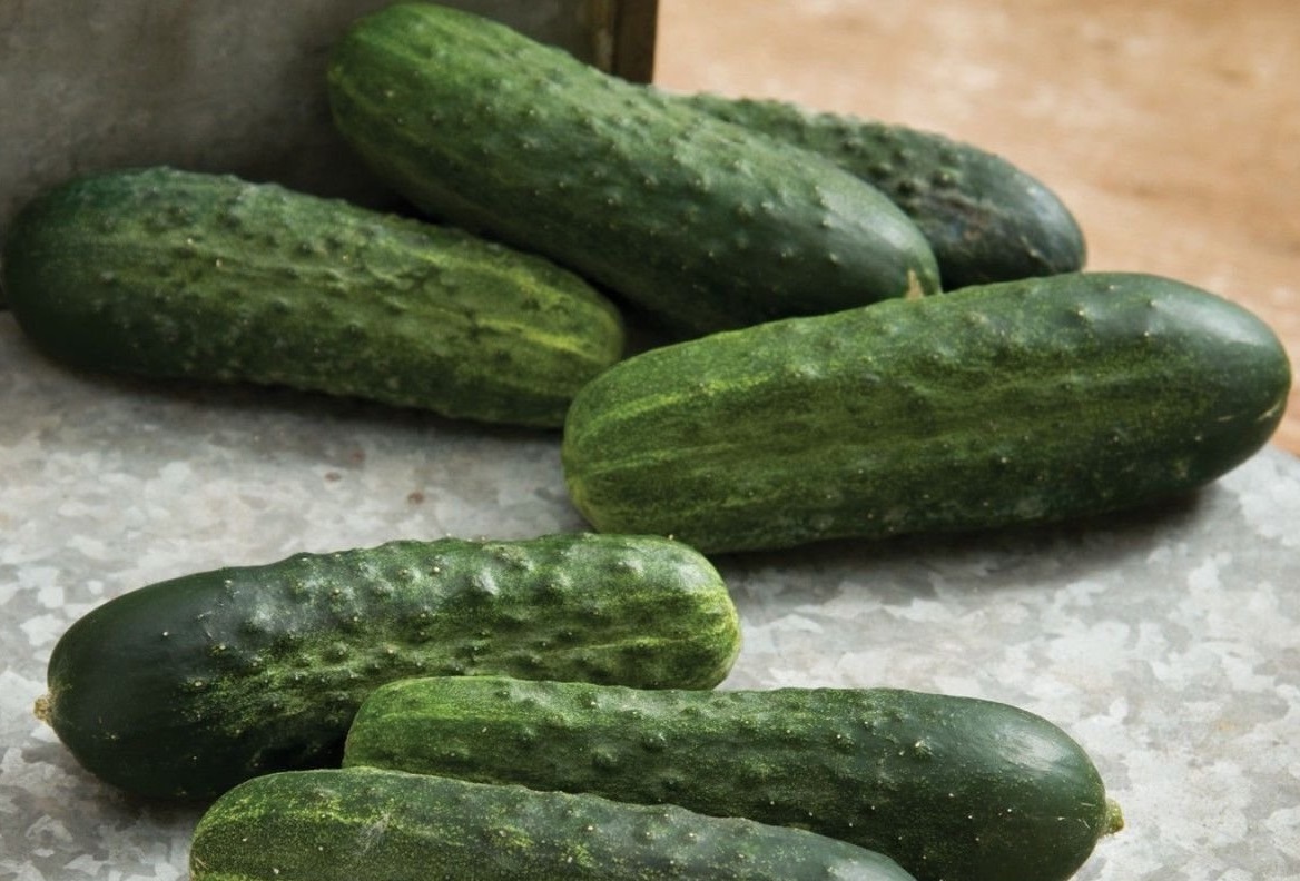tyria cucumbers