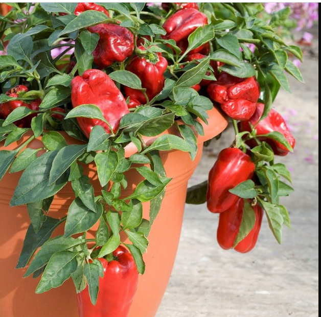 Productivity to Grow Peppers in Container