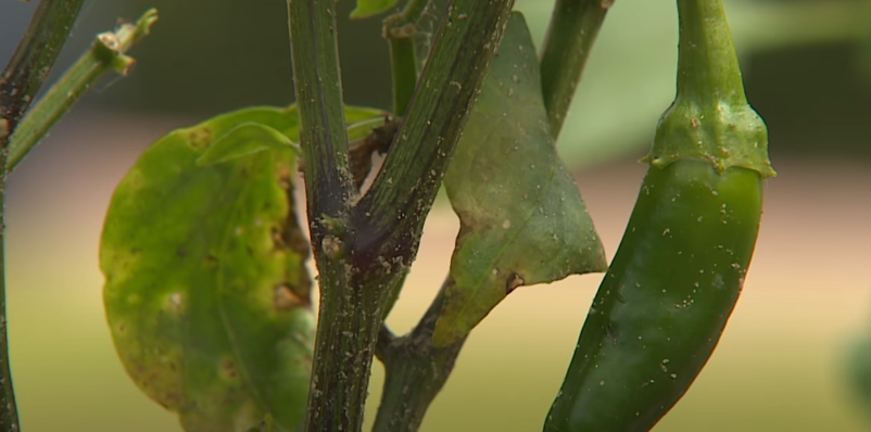 Disease and Pest Prevention in peppers