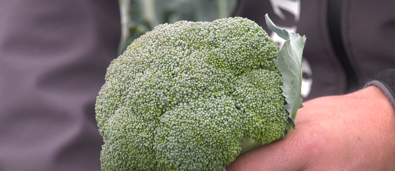 Amadeus broccoli