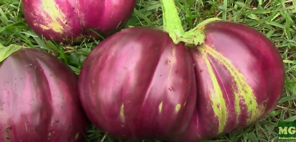 Aswad Eggplant_Midwest Gardener