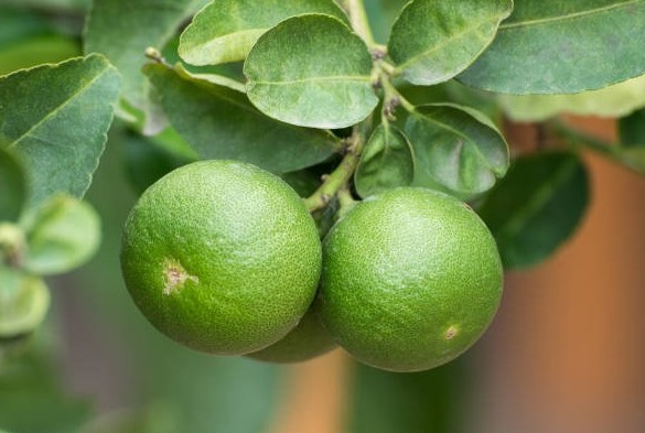 Bearss Limes