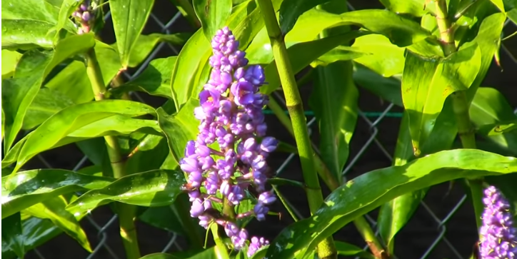 Blue Hawaiian Ginger