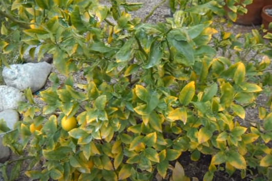 Bush Lemon