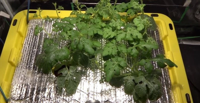Can Watermelons be Grown Hydroponically