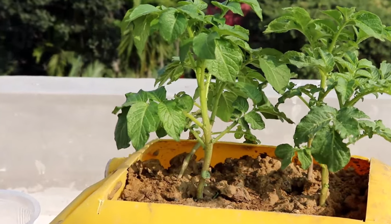 Choosing Fertilizer for Potatoes