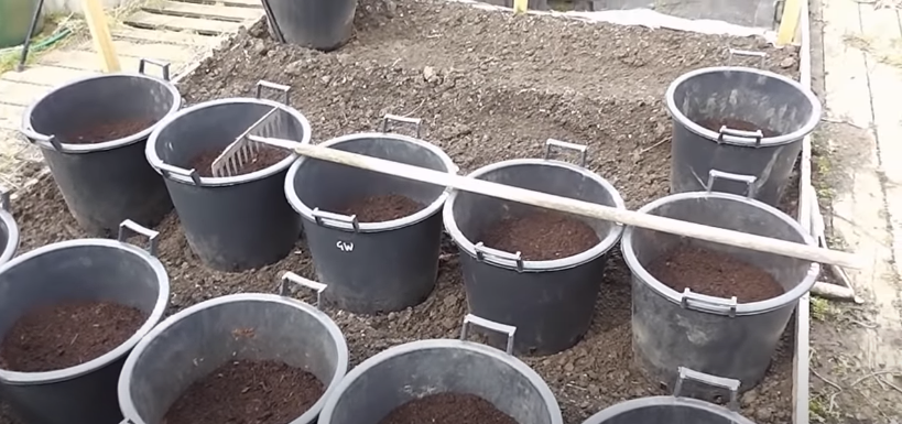 Choosing the Containers to Grow Potatoes