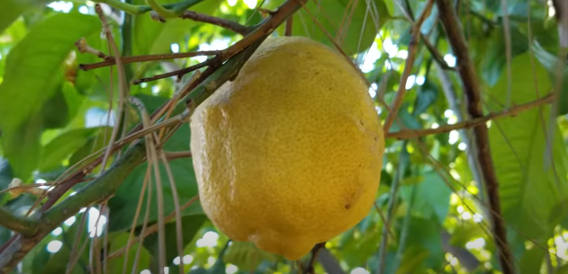 Citrus Lemon