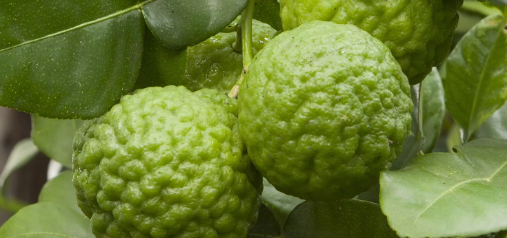 Kaffir Lime