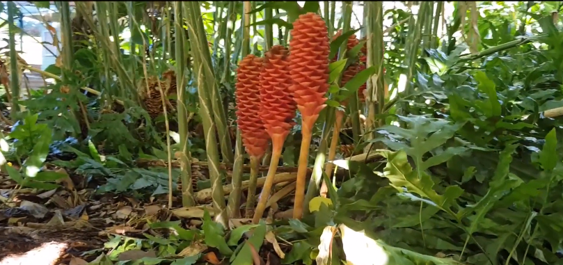 Ginger Plants Ornamental 