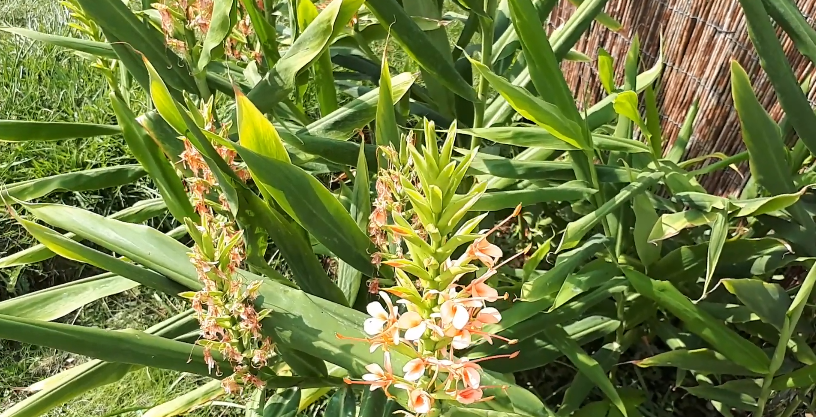 Grow Ornamental Ginger Plants