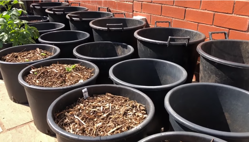 Grow Potatoes in Container