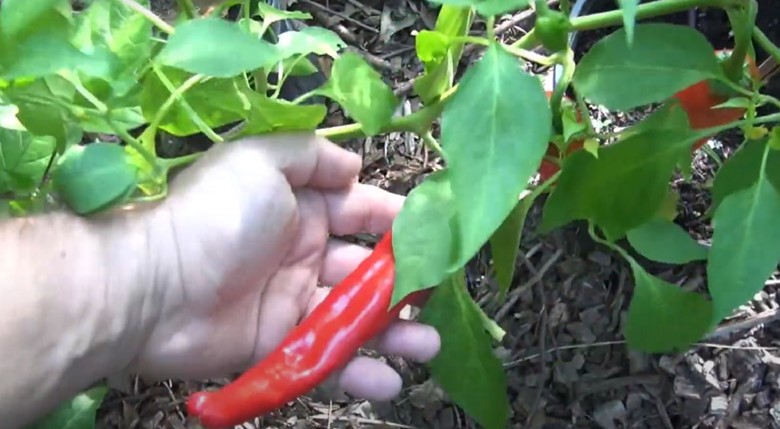 Guajillo Pepper