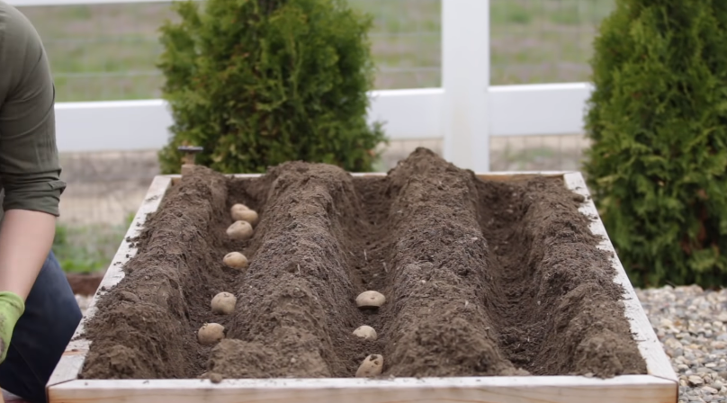 How to Plant Potatoes