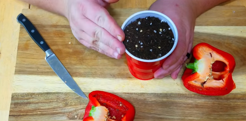 How to Propagate Peppers Yourself from Seeds