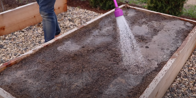 How to Water Potatoes