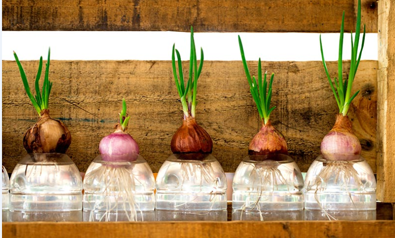 Hydroponic Onions Nutrient