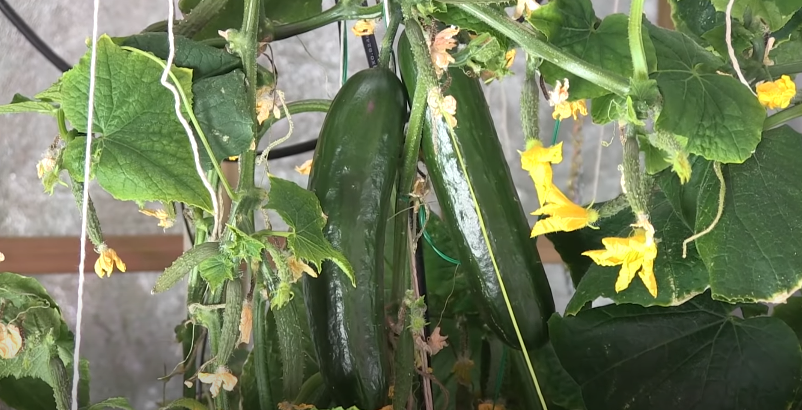 Hydroponic cucumber Maturity