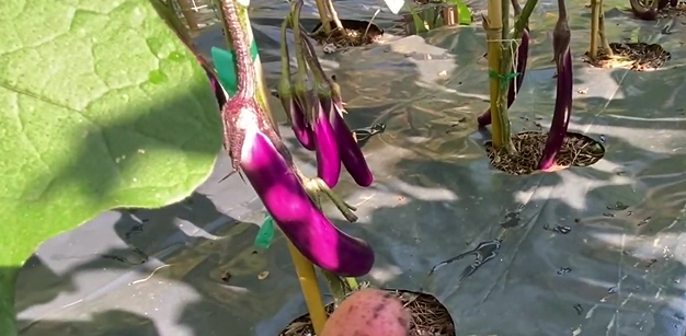 Ichiban Eggplant_Garden on a hill