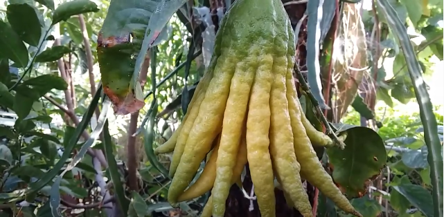 Lemon Tangan Buddha