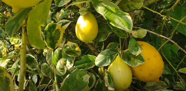 Lemon genoa varietas Eureka