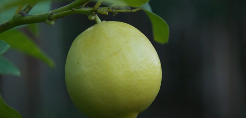 Citrus Meyer Lemon